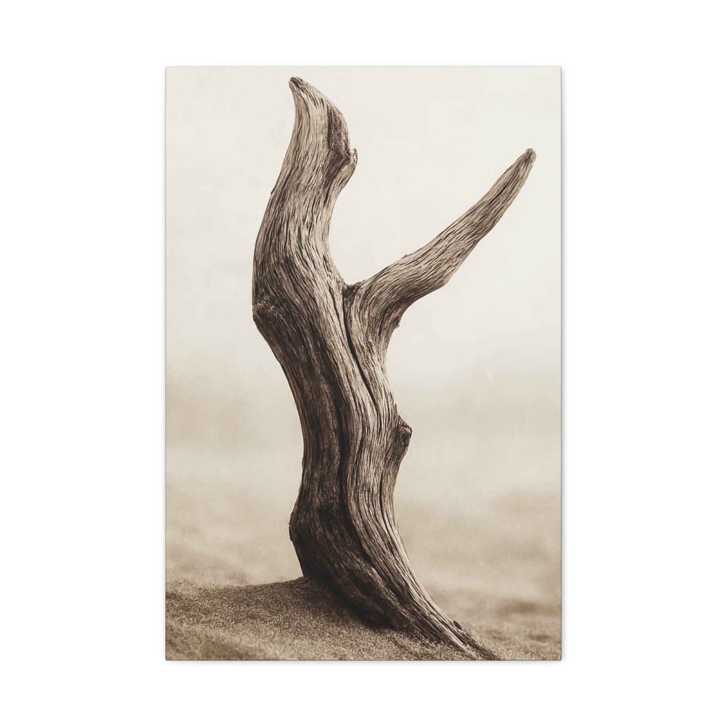 Canvas - Rooted