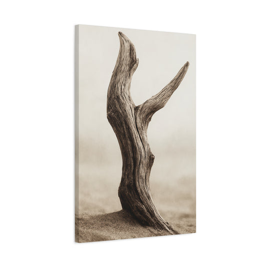 Canvas - Rooted