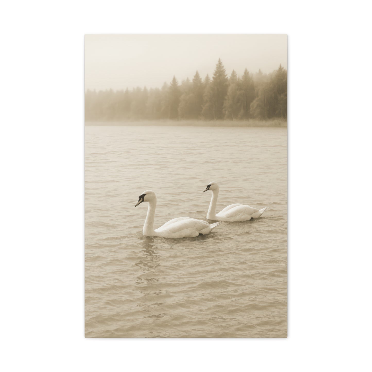 Canvas - Swans