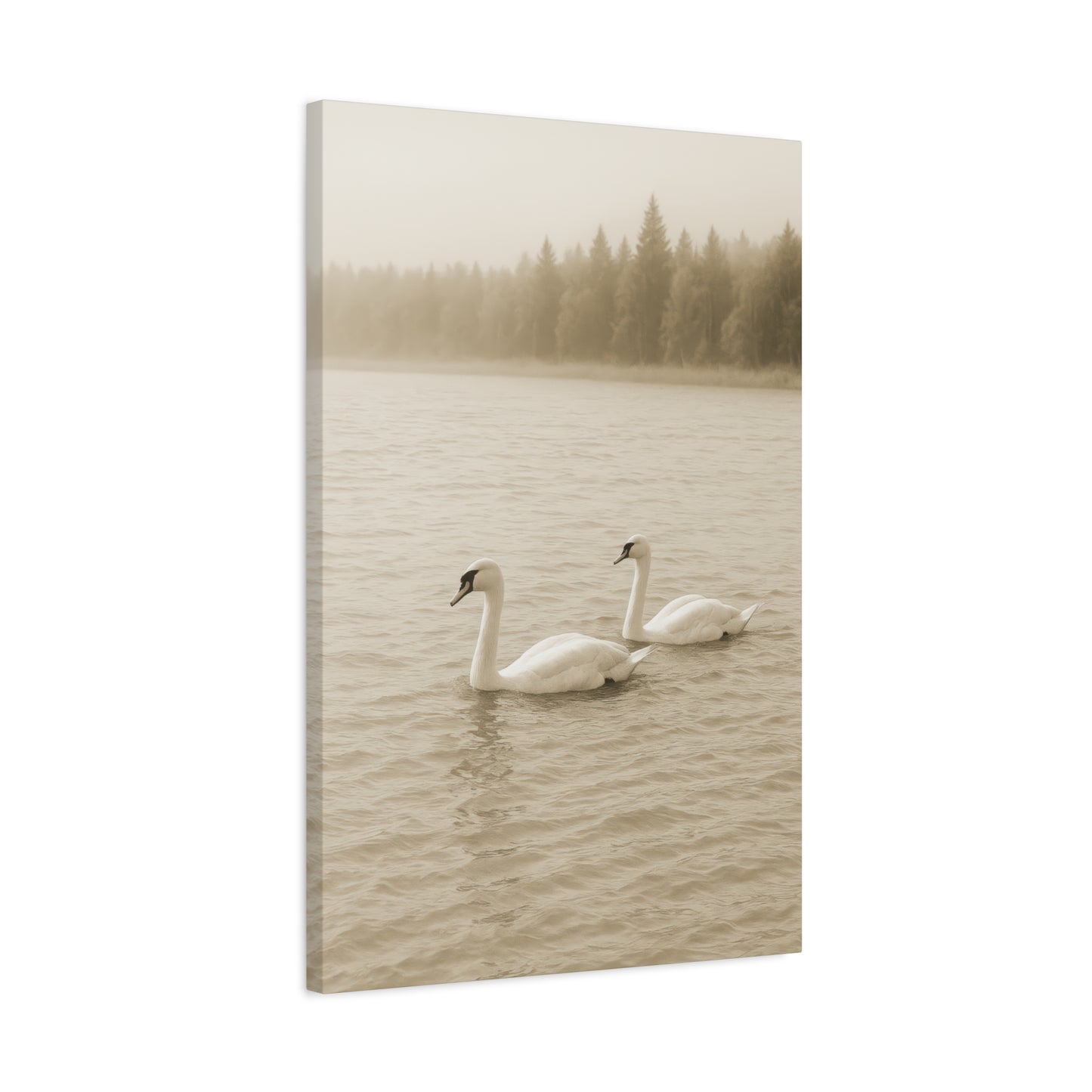 Canvas - Swans